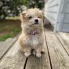 shitzu poodles for sale