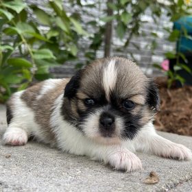 shitzu puppies for sale in california shitzu puppies for sale in california