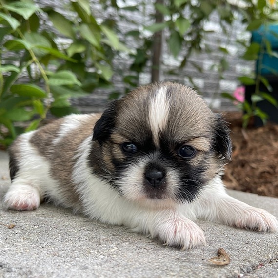 shitzu puppies for sale in california shitzu puppies for sale in california