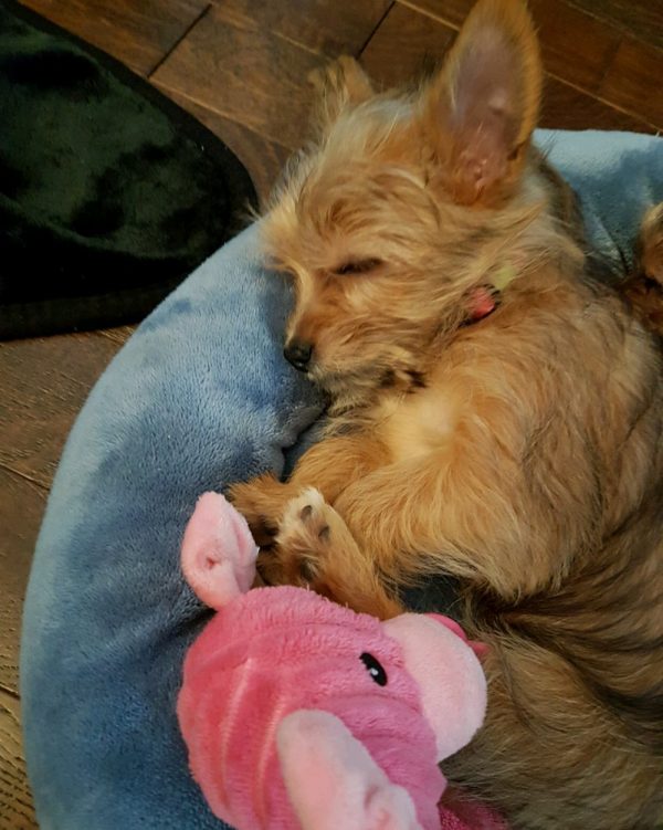 tiny teacup yorkie puppies for sale near me