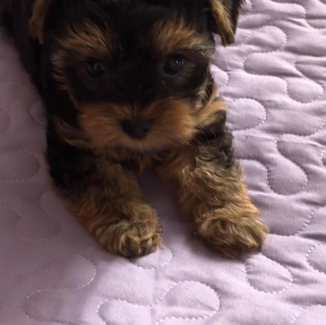 real yorkie puppies for sale real yorkie puppies for sale