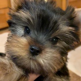 buy yorkie puppies buy yorkie puppies