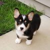 miniature yorkie poo puppies