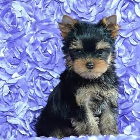 yorkshire terrier pupies yorkshire terrier pupies