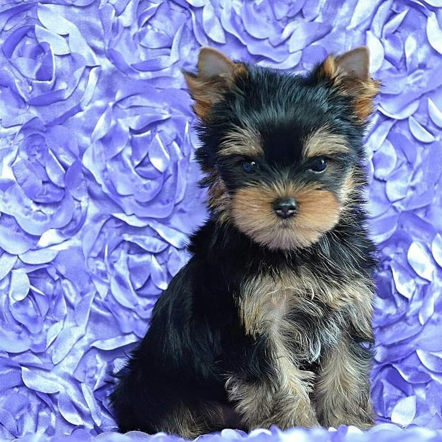 yorkshire terrier pupies yorkshire terrier pupies