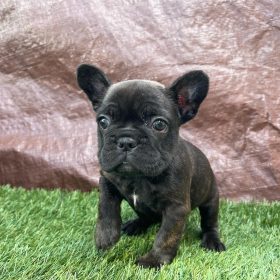 french bulldog breeders near me french bulldog breeders near me