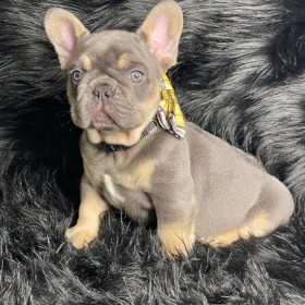 buy french bulldog buy french bulldog