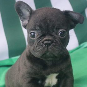 american french bulldog american french bulldog