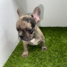 full grown mini french bulldog full grown mini french bulldog