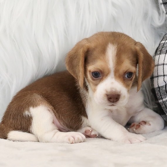 beagles puppies for sale beagles puppies for sale