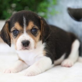 bluetick beagles for sale bluetick beagles for sale