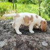 pocket beagles for sale near me