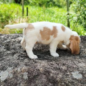 pocket beagles for sale near me