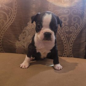 Beagle puppies near me