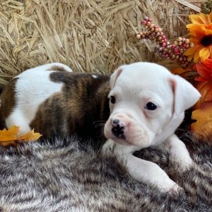 boxer puppies near me
