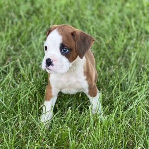 boxers for sale
