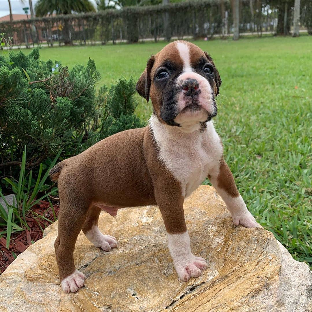 boxer puppies for sale near me boxer puppies for sale near me