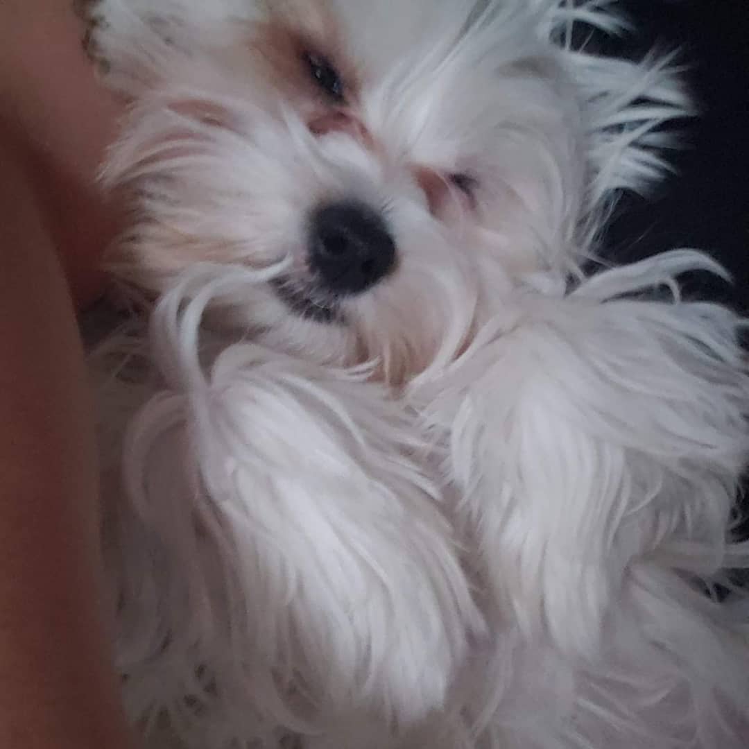 morkie puppies for sale near me morkie puppies for sale near me