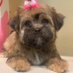 teacup puppies for sale