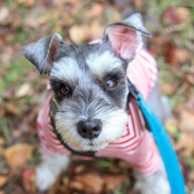miniature schnauzer puppies for sale cheap miniature schnauzer puppies for sale cheap