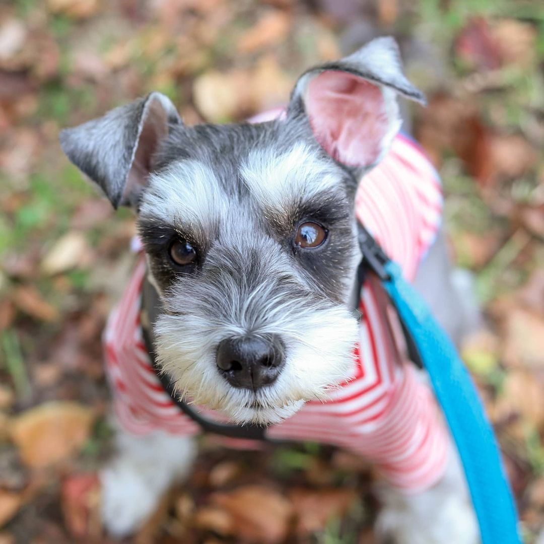 miniature schnauzer puppies for sale cheap miniature schnauzer puppies for sale cheap