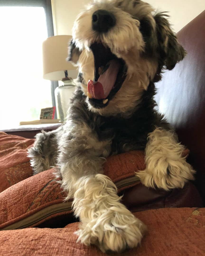 miniature schnauzer puppies for sale near me miniature schnauzer puppies for sale near me