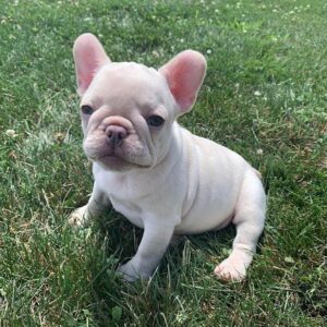 bulldogs for sale in texas