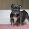 how to train an english bulldog puppy