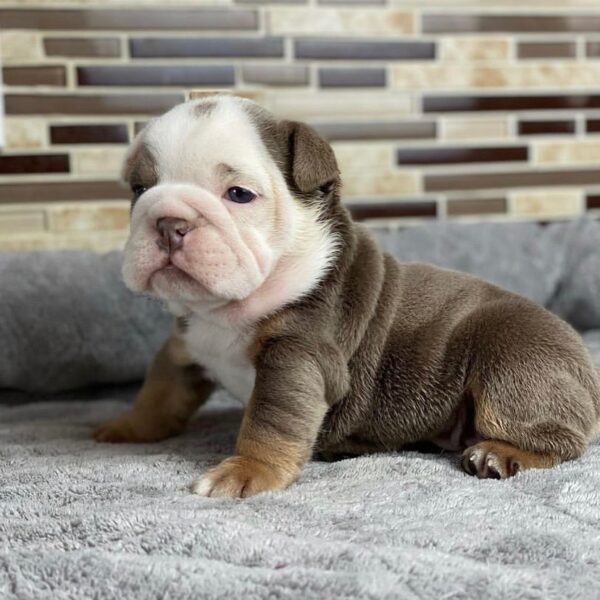 english bulldog breeders near me