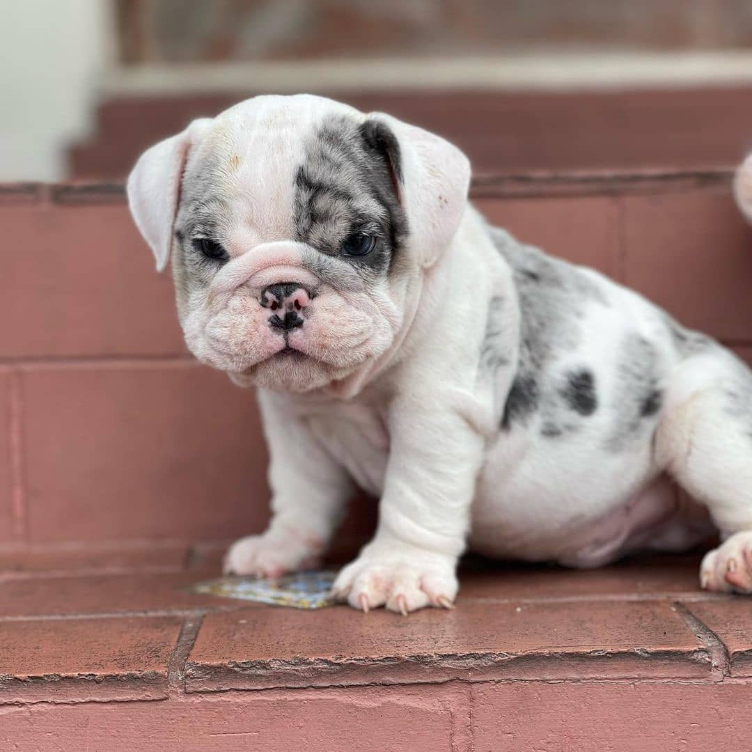 mini bulldog puppies for sale mini bulldog puppies for sale