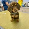 mini dachshund puppies
