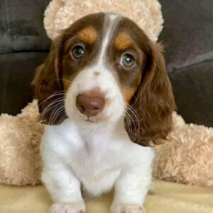 dachshund for sale