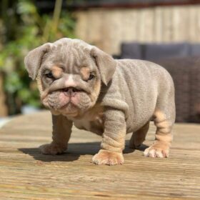 mini english bulldog