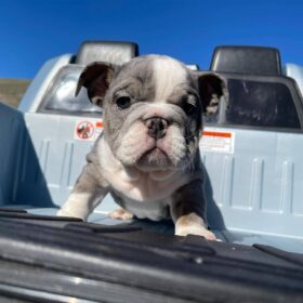 english bulldog puppies for sale cheap near me under $500