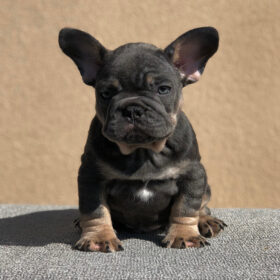  micro mini french bulldog