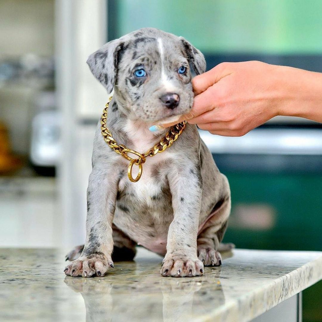 puppies for sale near me pitbull puppies for sale near me pitbull