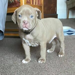 pitbull puppies for sale
