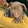 mastiff breeders missouri