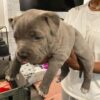 pitbull puppies for sale near me craigslist