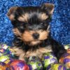 shih tzu puppies for sale