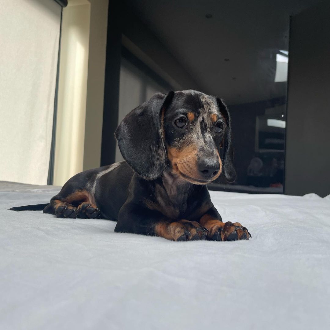 dachshund puppies georgia dachshund puppies georgia