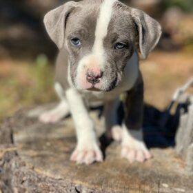 craigslist pitbull puppies for sale