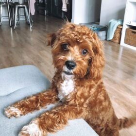 buy cavapoo buy cavapoo