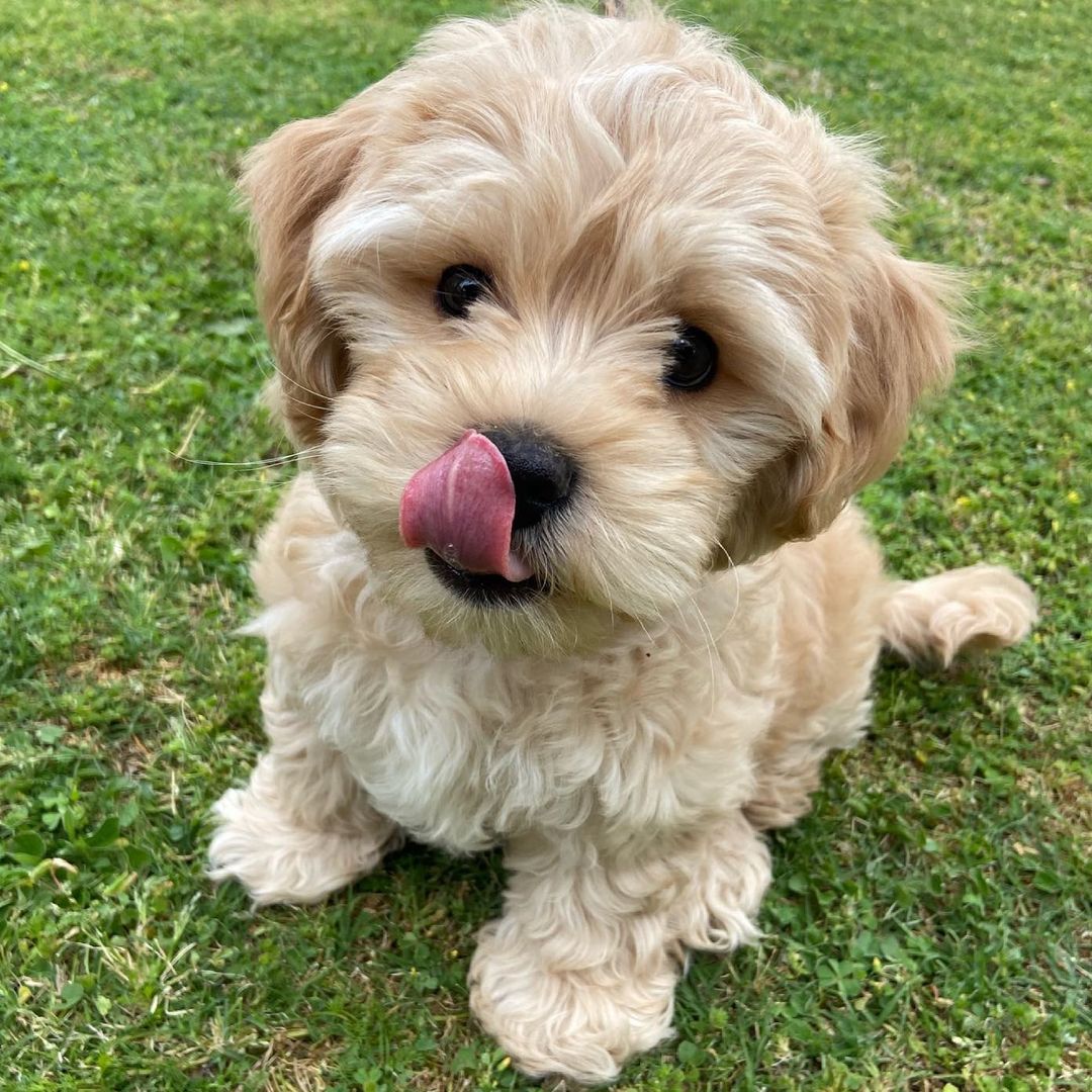 cavapoos for sale under £1000 cavapoos for sale under £1000