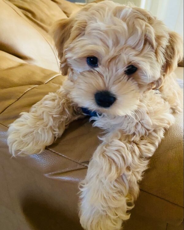 cavapoos for sale under £1000