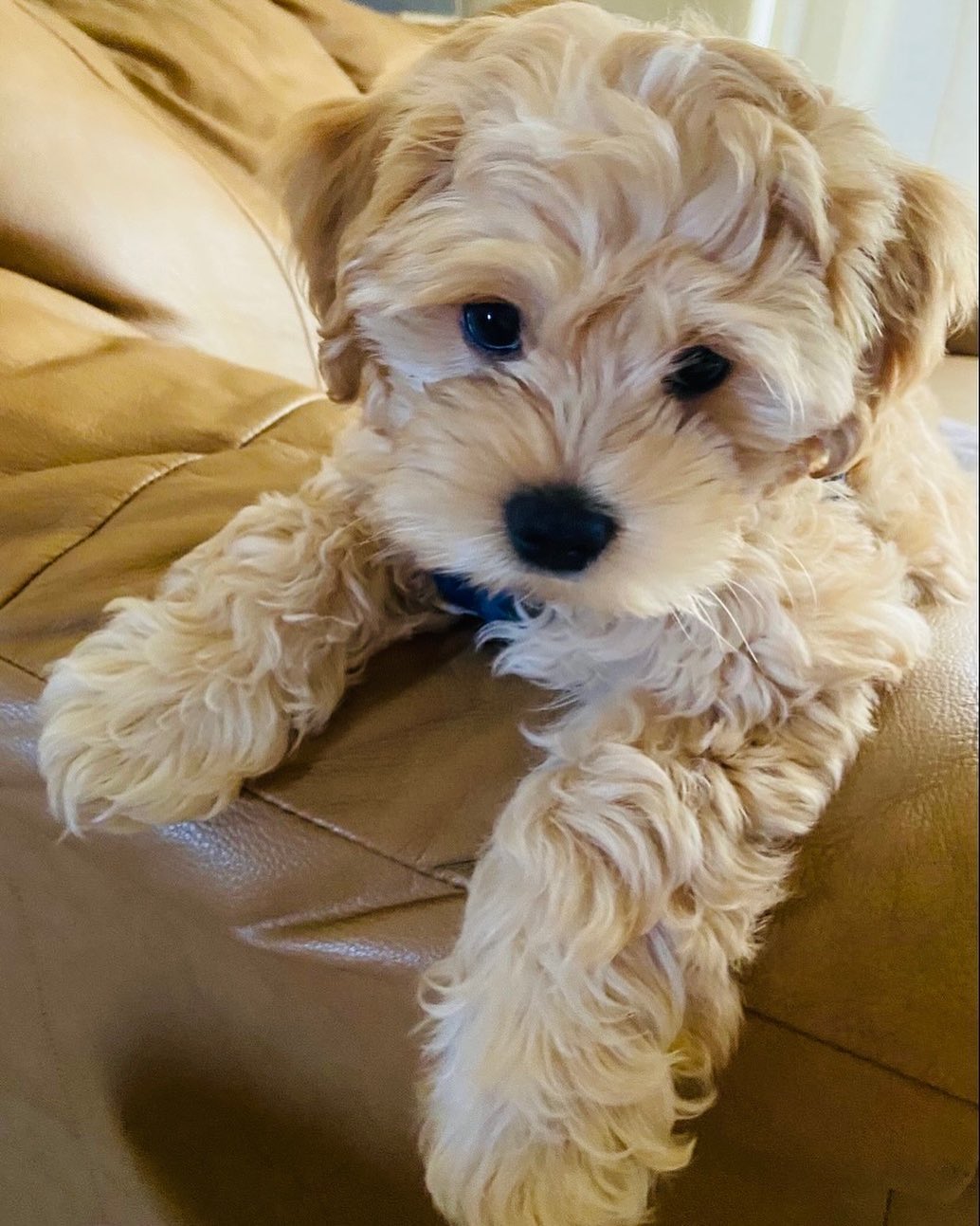 cavapoos for sale under £1000 cavapoos for sale under £1000