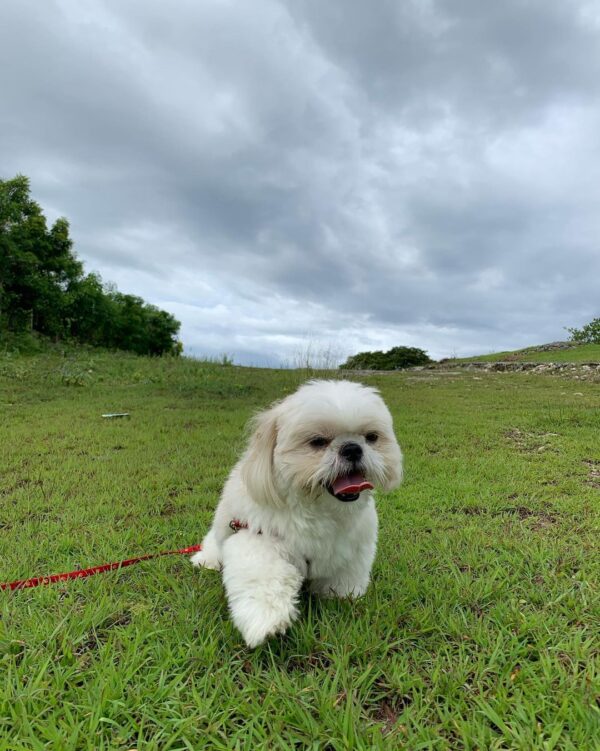 shih tzu puppies for sale in va