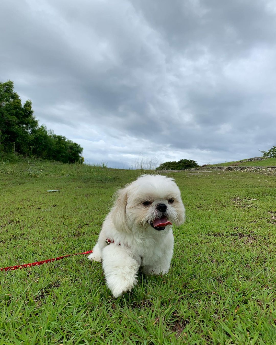 shih tzu puppies for sale in va shih tzu puppies for sale in va