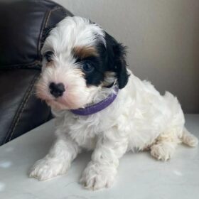 cavapoo puppies for sale ohio cavapoo puppies for sale ohio