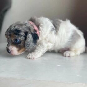 cavapoo puppies for sale under $1000 near me